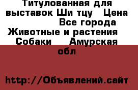 Титулованная для выставок Ши-тцу › Цена ­ 100 000 - Все города Животные и растения » Собаки   . Амурская обл.